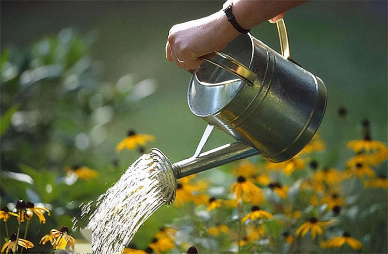 水仙花的养殖方法和注意事项（水培土培水仙花正确养法）