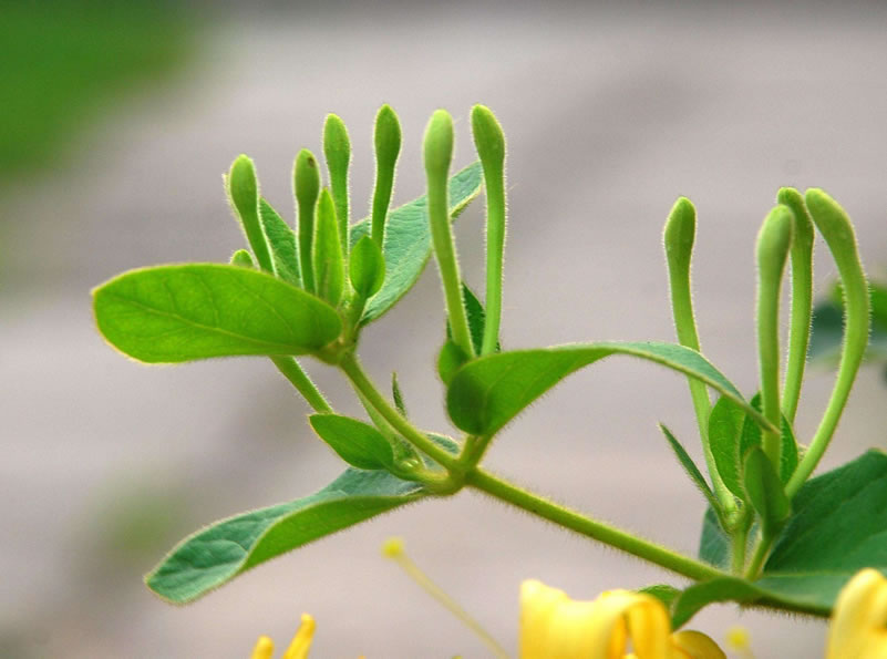 金银花产地在哪里（金银花产地主要分布）