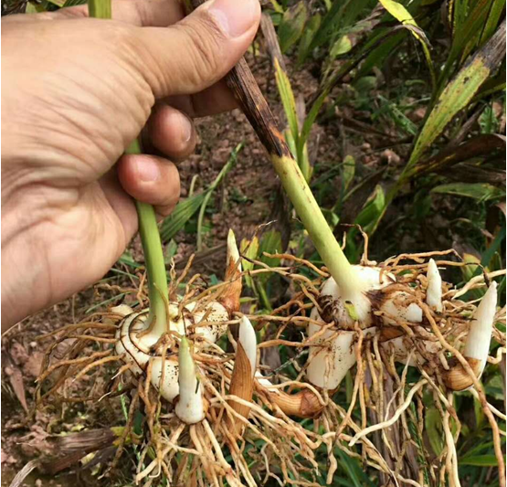 种植白芨赚钱吗（白芨种植市场价格和投资效益）