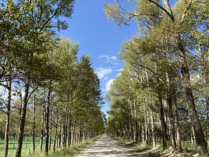 杨树的拼音怎么拼读写（杨树的拼音及写法）