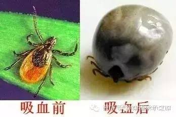 蜱虫最怕什么气味（蜱虫的危害和预防治理方法）