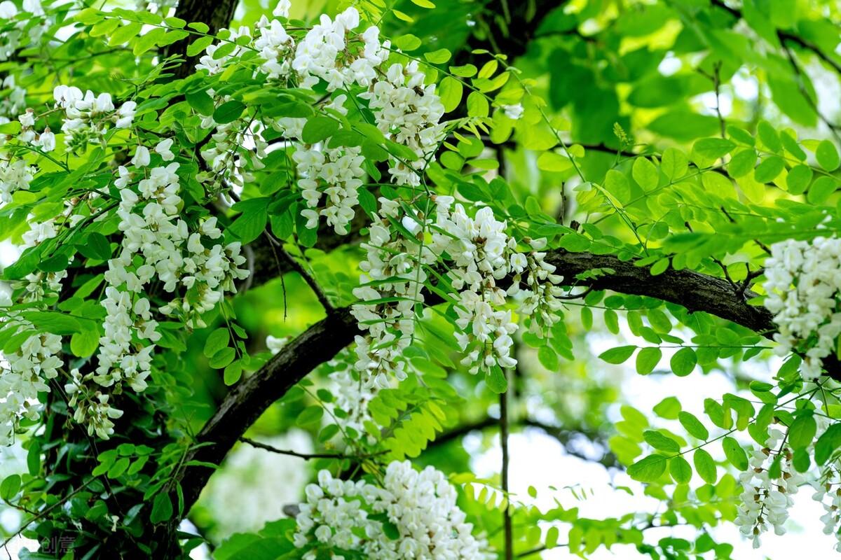 槐树花有毒吗（槐树花的不同食材吃法）