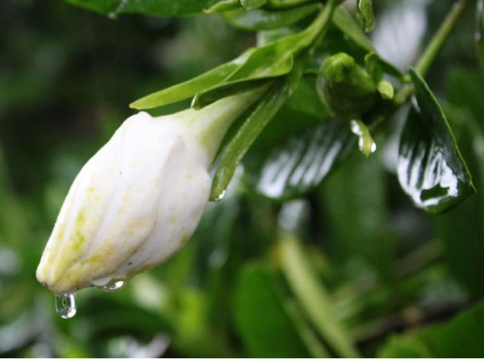 栀子花为啥不吉利（栀子花的寓意和代表品种）