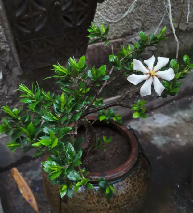 栀子花为啥不吉利（栀子花的寓意和代表品种）