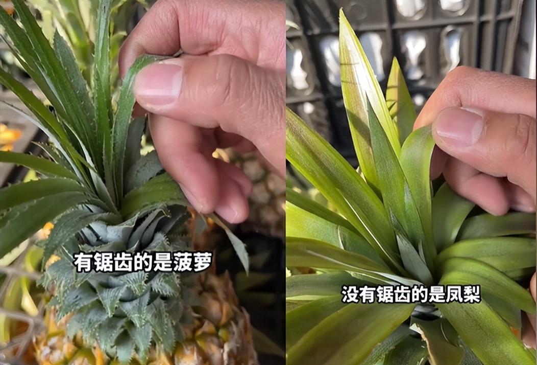 菠萝和凤梨是一个物种吗（菠萝和凤梨的区别）