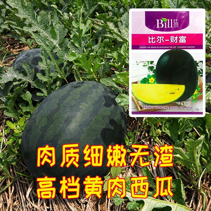 黄色西瓜是什么品种（黄皮西瓜品种介绍）