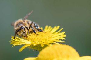 养殖蜜蜂要投入多少钱？