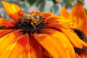 有哪些赞美蜜蜂的诗句？