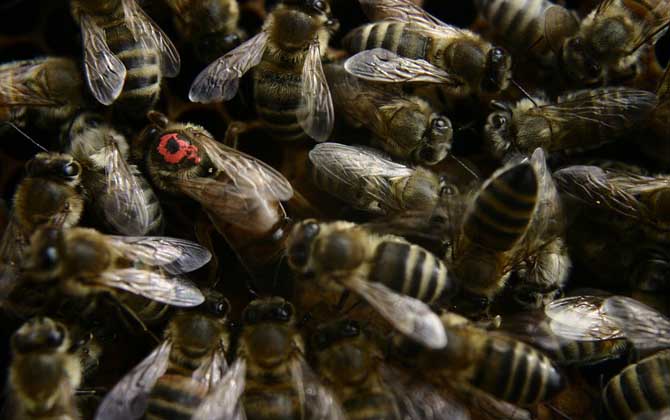 蜂王、工蜂、雄蜂的区别