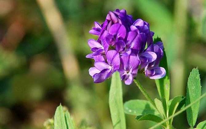 紫花苜蓿什么时候开花？