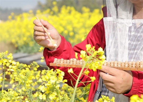 蜂王浆和蜂皇浆有区别吗?吃蜂王浆好吗?