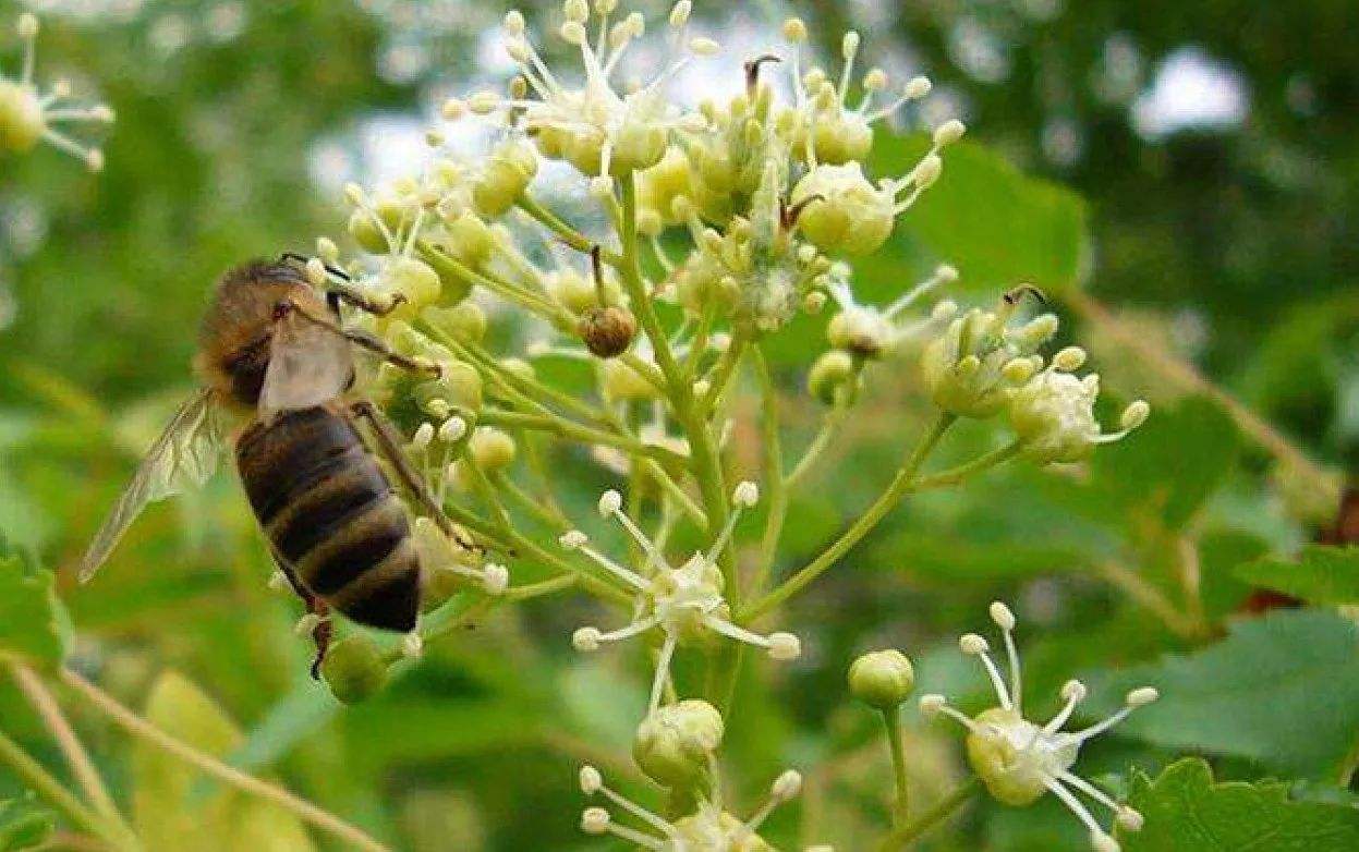 冬季有哪些蜜源植物？冬季蜜源植物大全