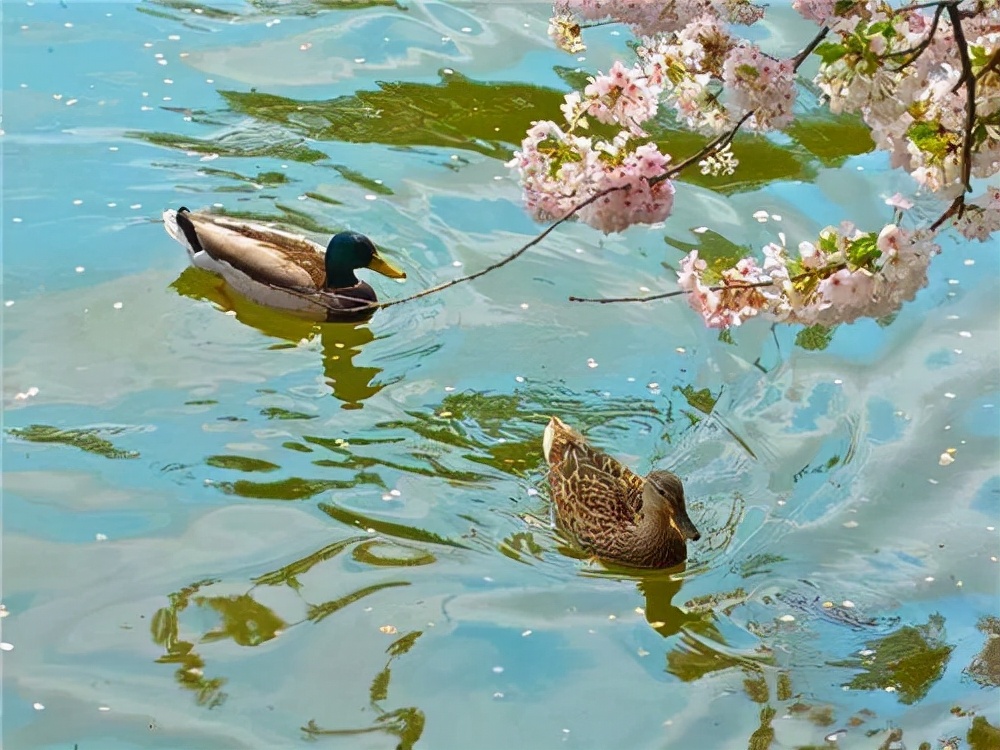 早春不稳定的天气，蜂群盗蜂、拖子的原因及解决方式