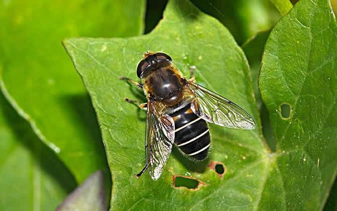 最常用的中蜂蜂箱介绍，最常用的中蜂蜂箱有哪些「真实教程」