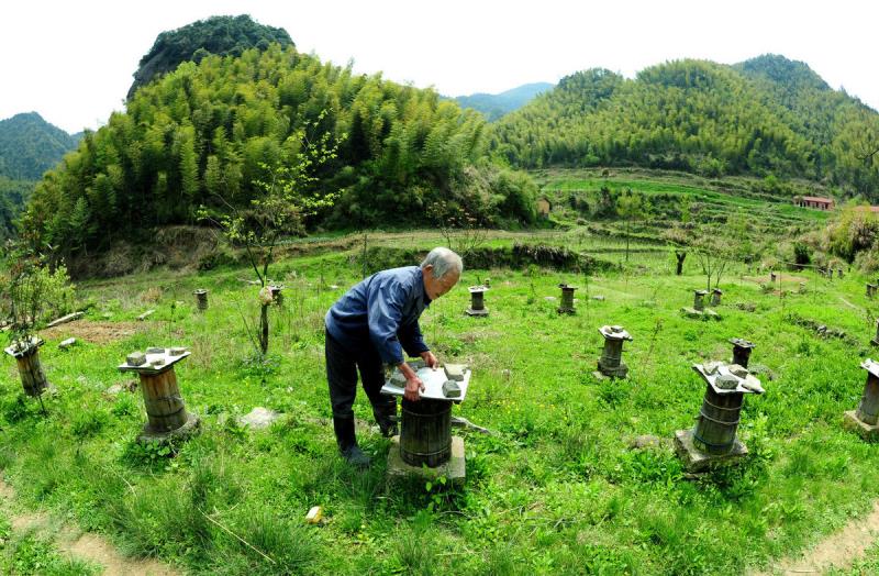 冬天蜜蜂结团近距离搬迁有回蜂吗？该注意哪些问题？