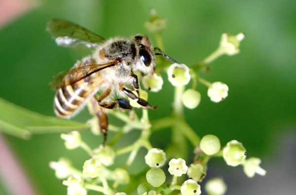 中华蜜蜂（中蜂、土蜂）