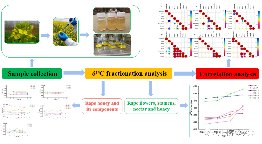 碳稳定同位素测定蜂蜜溯源研究新思路