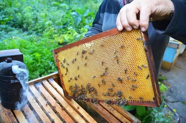 蜜蜂是怎么采蜜的?让蜜蜂尽可能多采蜜，应该做好这一管理