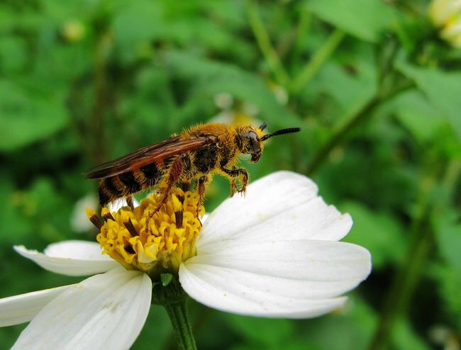 土蜂和蜜蜂、马蜂的区别（土蜂是什么蜂种）