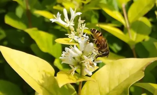 蜂王、工蜂、雄蜂的区别(蜂王跟蜜蜂有什么区别）