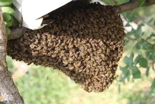 蜜蜂怎么分蜂种（蜜蜂怎样分蜂怎样分群）