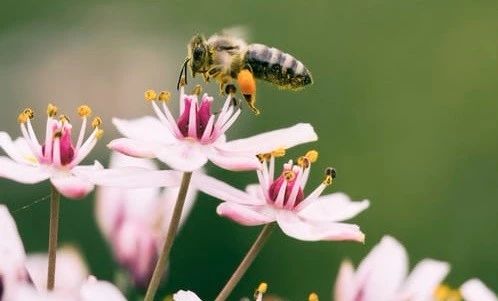 蜂蜜的波美度是什么意思（怎么看多少度算是比较好的）