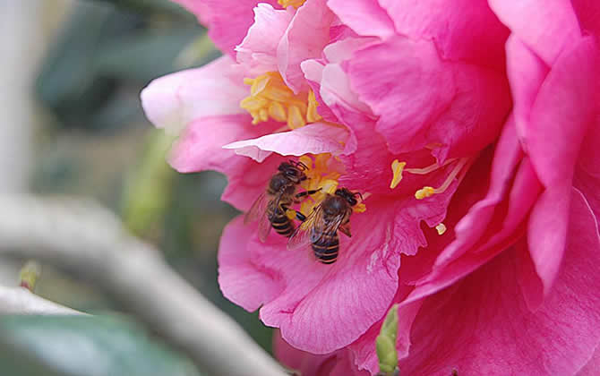 蜜蜂蜂王是怎么繁殖的（蜂王是怎么交配的）