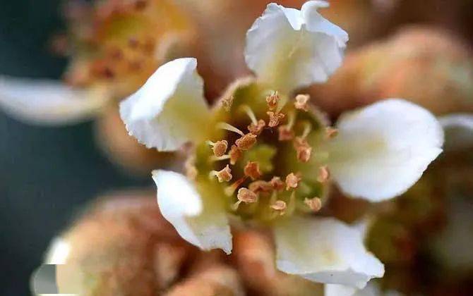 广东蜜源植物花期表（广东蜜源植物大全）