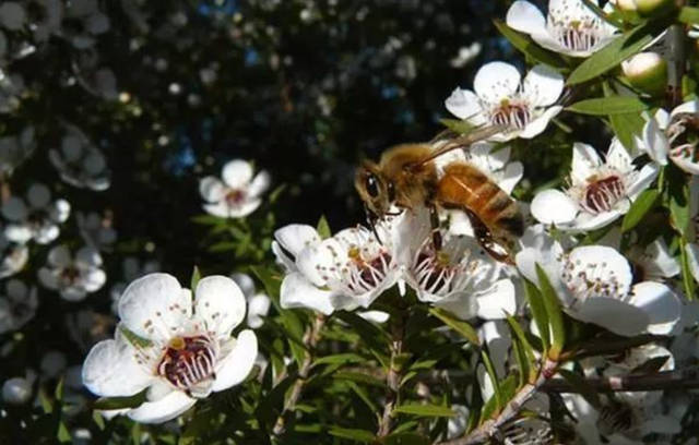 什么花有蜜什么花没有蜜（什么花有蜜源）