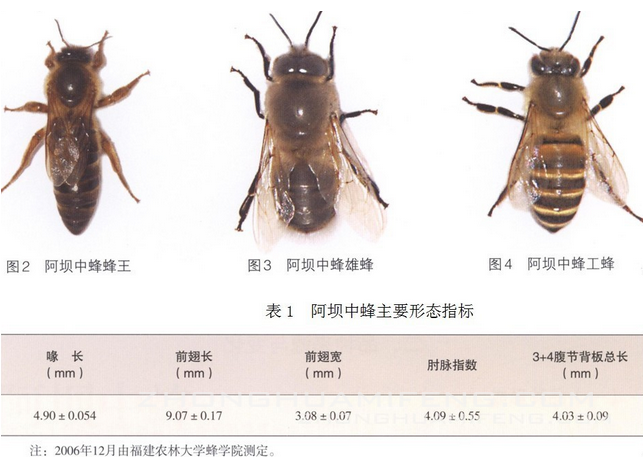 阿坝中蜂抗病力强吗（你听说过阿坝中蜂吗？它“神”在哪里）