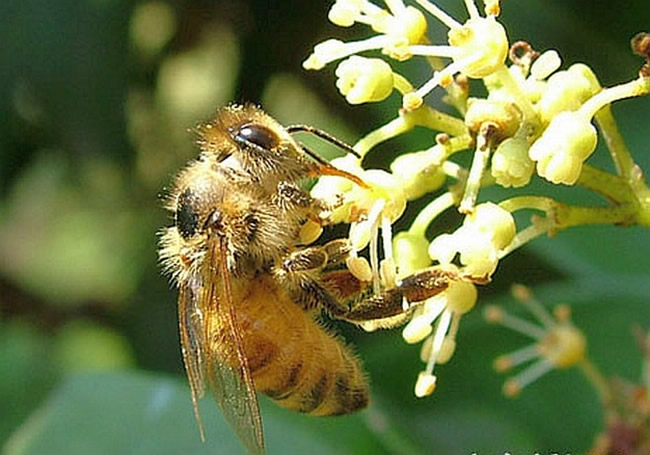 蜜蜂最怕什么东西？(怕酒水、颜色、气味还是什么药)