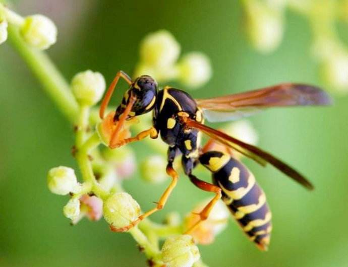 【蜜蜂知识】马蜂、胡蜂、黄蜂和蜜蜂有什么区别？