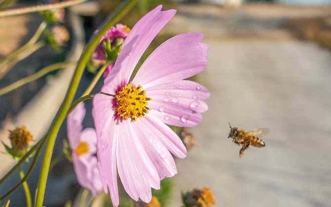 【蜜蜂知识】什么是蜂群崩坏症候群？