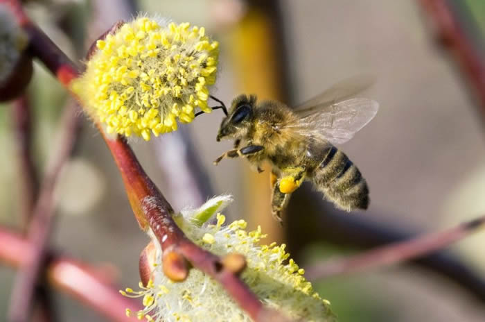 【蜜蜂知识】蜜蜂飞逃前有什么征兆？