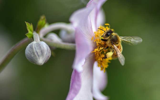 2019年养10箱蜜蜂一年能赚多少钱？