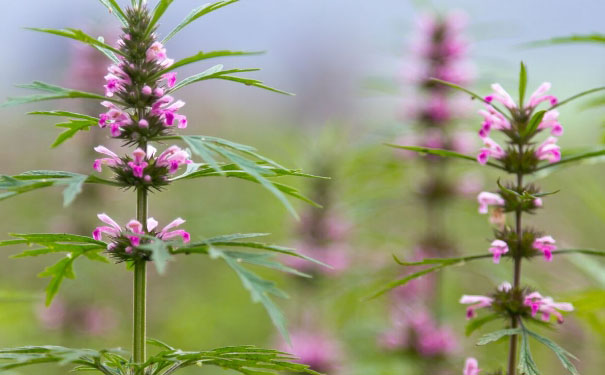 益母草什么时候开花（益母草几月开花几月份生长）