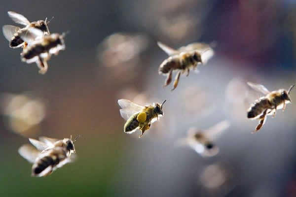 【蜜蜂知识】蜜蜂自然分蜂一年有几次？