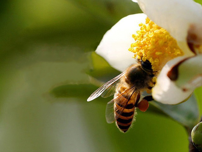 尿酸高的可以吃蜂蛹吗（痛风能吃蜂蛹么）