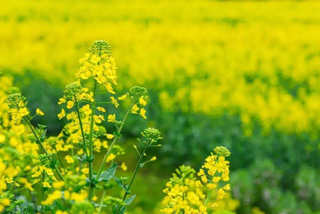 油菜花什么时候开花（油菜花的开花流蜜时间）