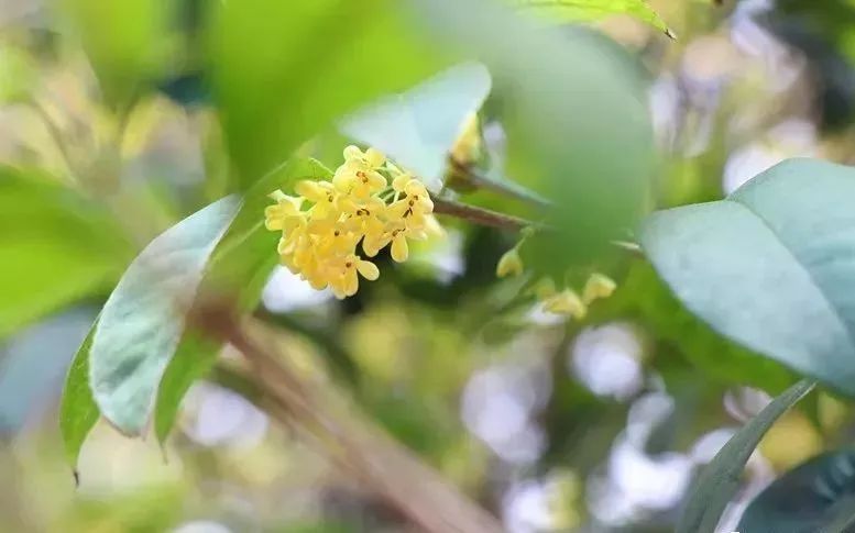 桂花树有蜜源吗（桂花树蜜源植物介绍）