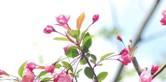 蜜蜂的花粉是干嘛用的（蜜蜂用花粉来干嘛）