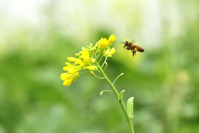 【蜜蜂知识】赞美蜜蜂的诗词有哪些？