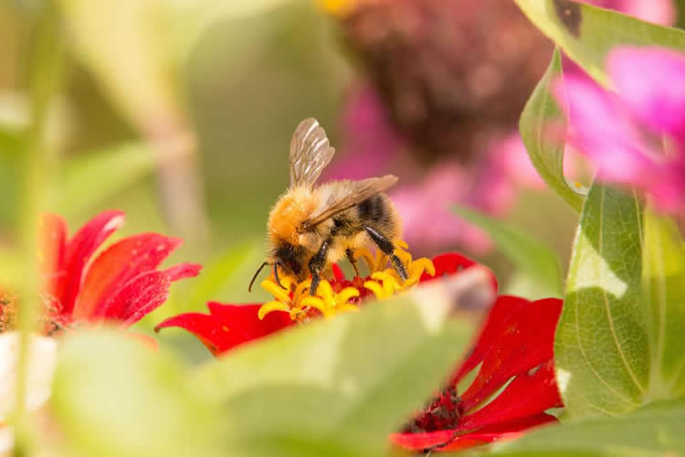 【蜜蜂知识】蜜蜂的资料有哪些内容？