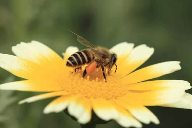 【蜜蜂知识】天气冷了蜜蜂怎样管理？