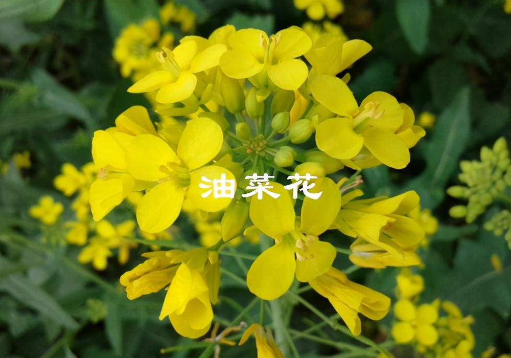 广西油菜花什么时候开花（广西油菜花开花时间）