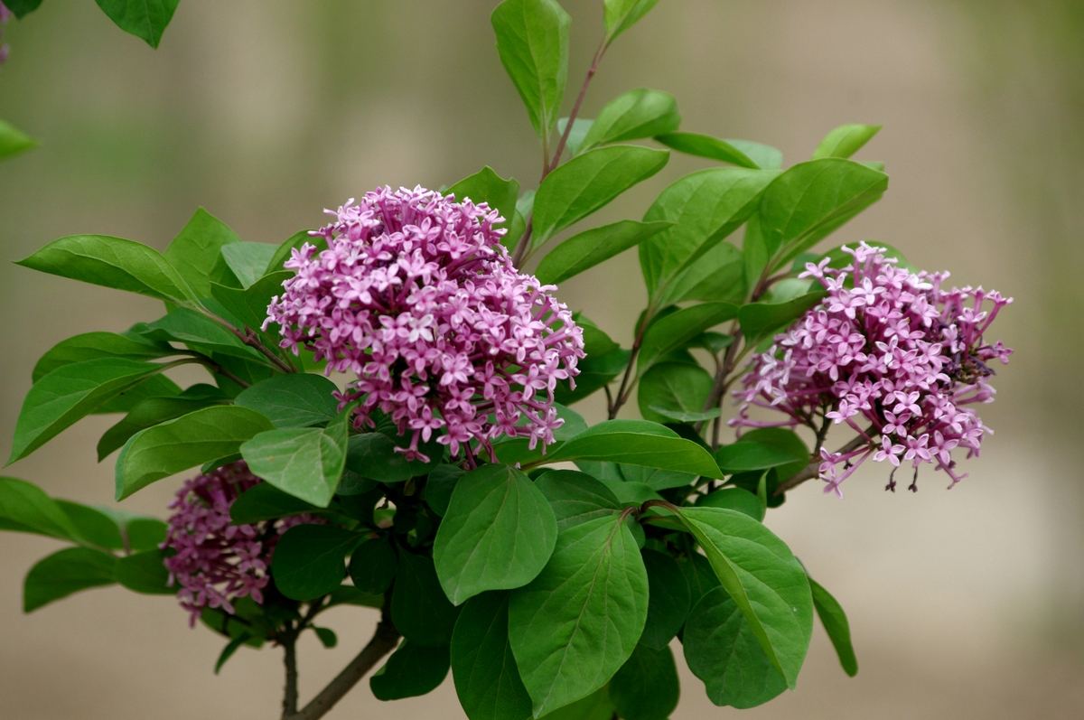 什么是蜜源植物？