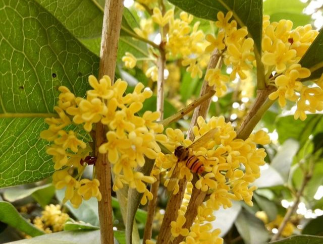 野桂花蜜是什么样的（桂花蜜来源及蜜源介绍）