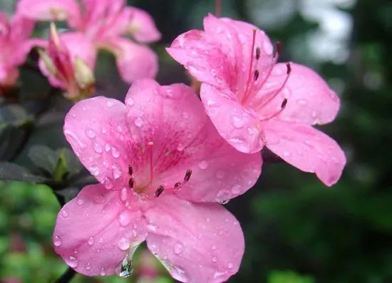  杜鹃花什么时候开花（杜鹃花的开花时间）