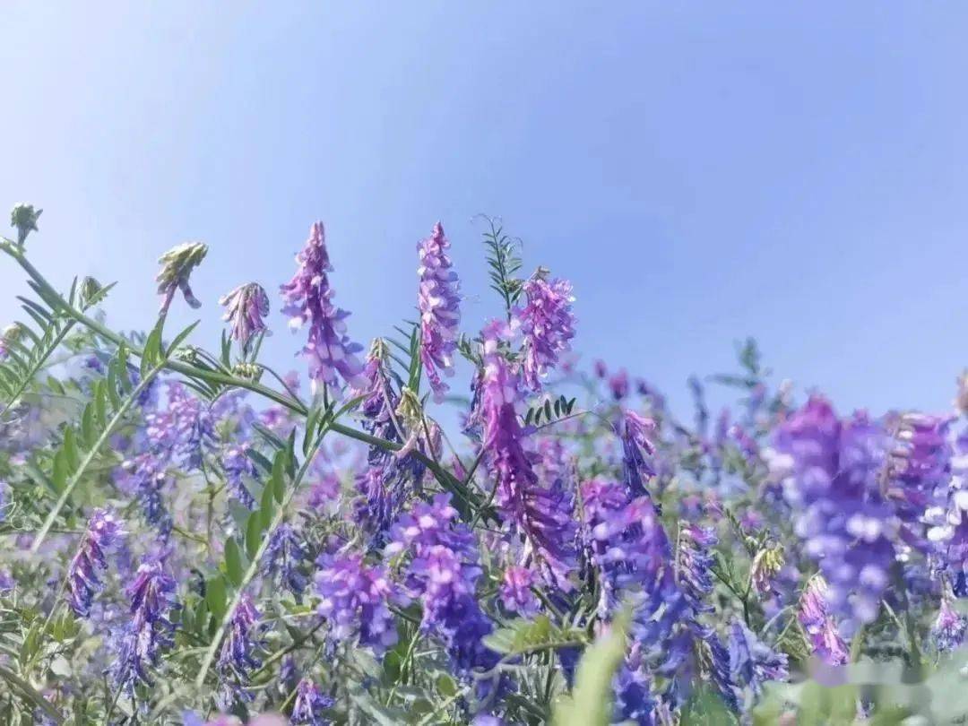 苕子花几月产蜜（苕子花期及产蜜情况）