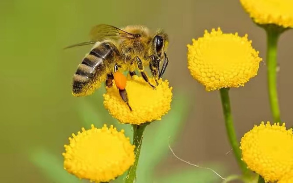 空蜂箱如何诱引蜂王来（空蜂箱怎么引来蜜蜂）